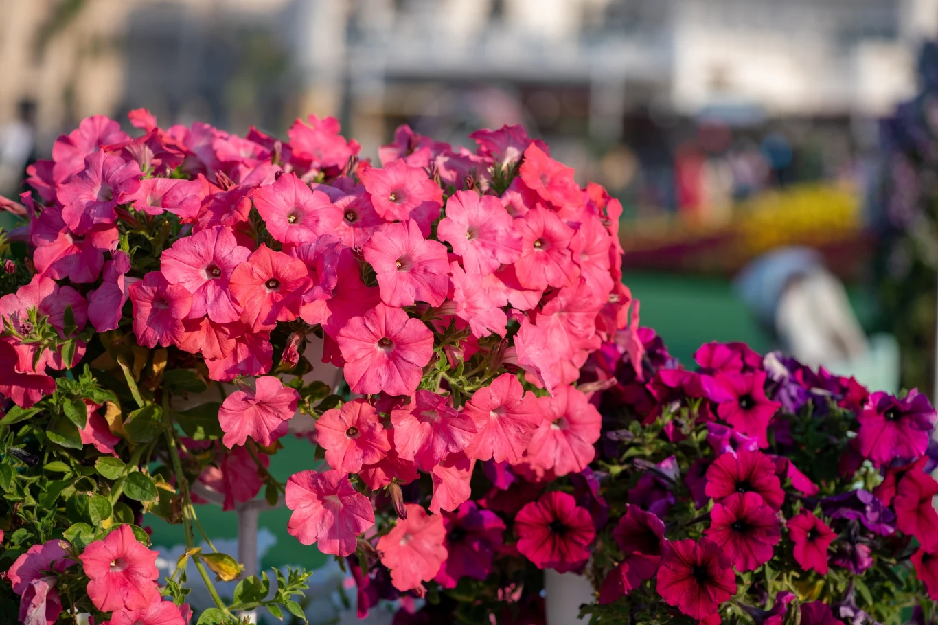 Czym podlewać surfinie, aby pięknie kwitły? Czym podlewać surfinie, aby pięknie kwitły?