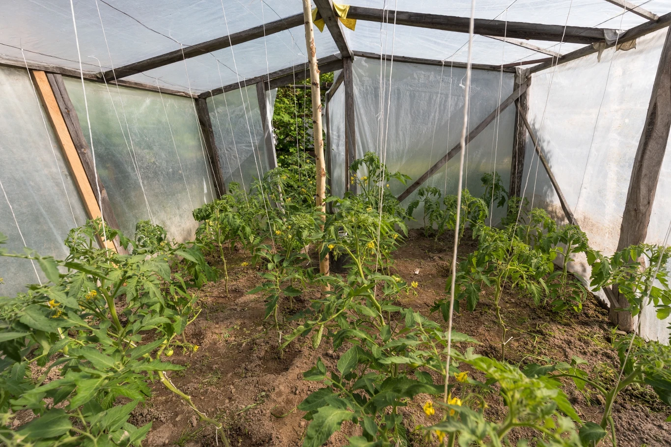 Mozaikę pomidora można z łatwością przenieść z jednej rośliny na drugą, dlatego tak ważne jest zachowanie prewencji. 
