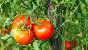 Widzisz takie zmiany na liściach pomidorów? Działaj szybko, to groźna choroba 
