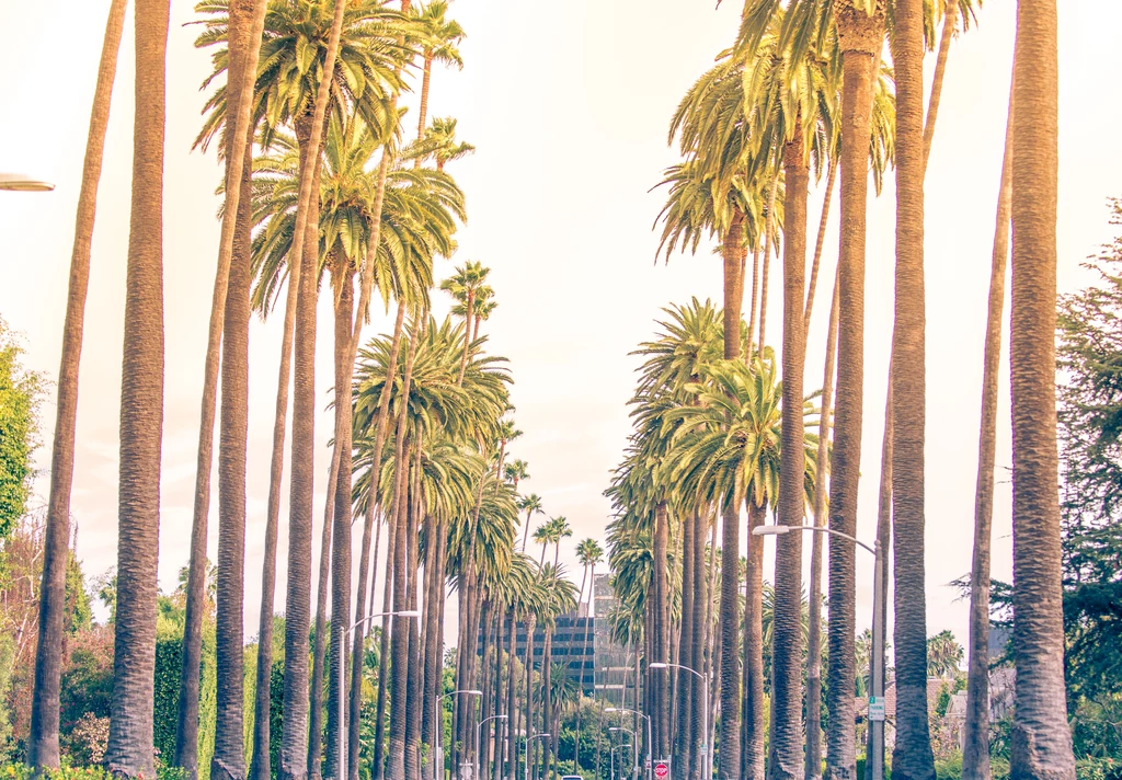 Palmy w Beverly Hills