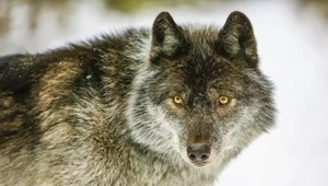 Znaleziony na Syberii wilk sprzed lat może być bardzo niebezpieczny dzisiaj