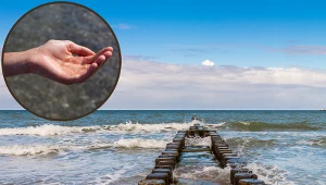 To najstarsze zwierzę na świecie. Żyje w Morzu Bałtyckim i ma 700 milionów lat