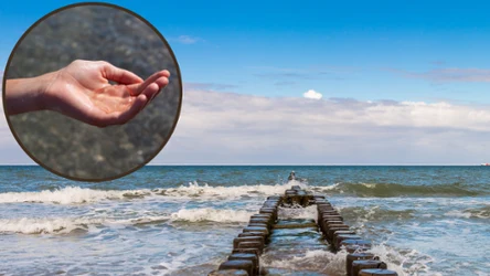 Jakie jest najstarsze zwierzę na świecie?