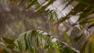 Zmiany w zasięgu występowania deszczy tropikalnych mogą mieć wpływ na globalne rolnictwo