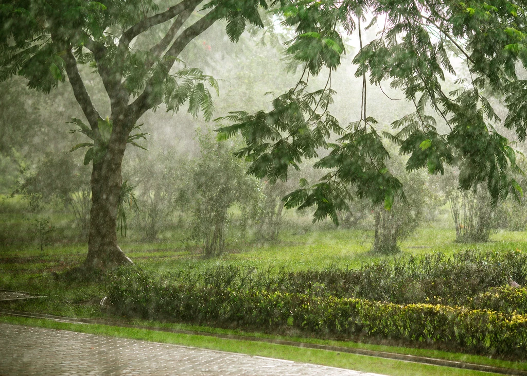 Deszcz w tropikalnym lesie
