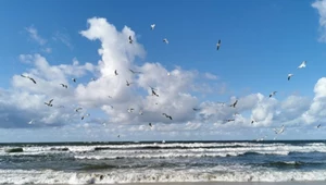 Ptaki na bałtyckiej plaży. Latają nad wodą tam i z powrotem