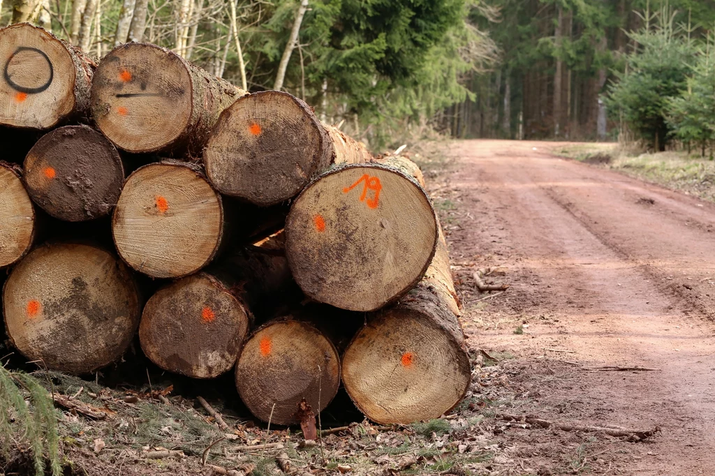 Skala eksportu polskiego drewna do Chin gwałtownie wzrosła w ostatnich latach 