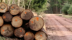 Eksport polskiego drewna do Chin. Lasy Państwowe: to wina przedsiębiorców