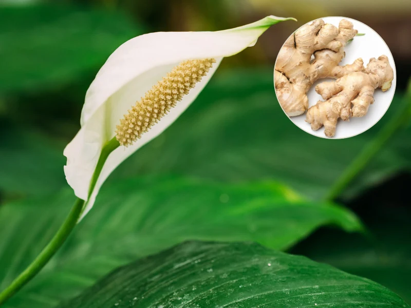 Odżywka z imbiru do skrzydłokwiatu pobudzi twoje rośliny do kwitnienia Odżywka z imbiru do skrzydłokwiatu pobudzi twoje rośliny do kwitnienia