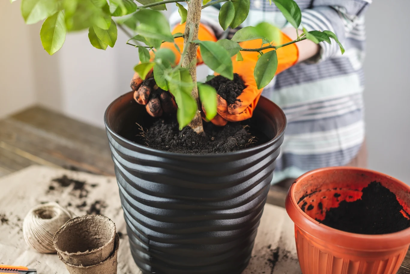 Ziemia po przesadzaniu kwiatków doniczkowych powinna wylądować w koszu na odpady zmieszane. Ziemia po przesadzaniu kwiatków doniczkowych powinna wylądować w koszu na odpady zmieszane.