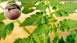 Szukasz domowego sposobu na komary? Natrzyj ręce liśćmi tej rośliny, a nawet się nie zbliżą