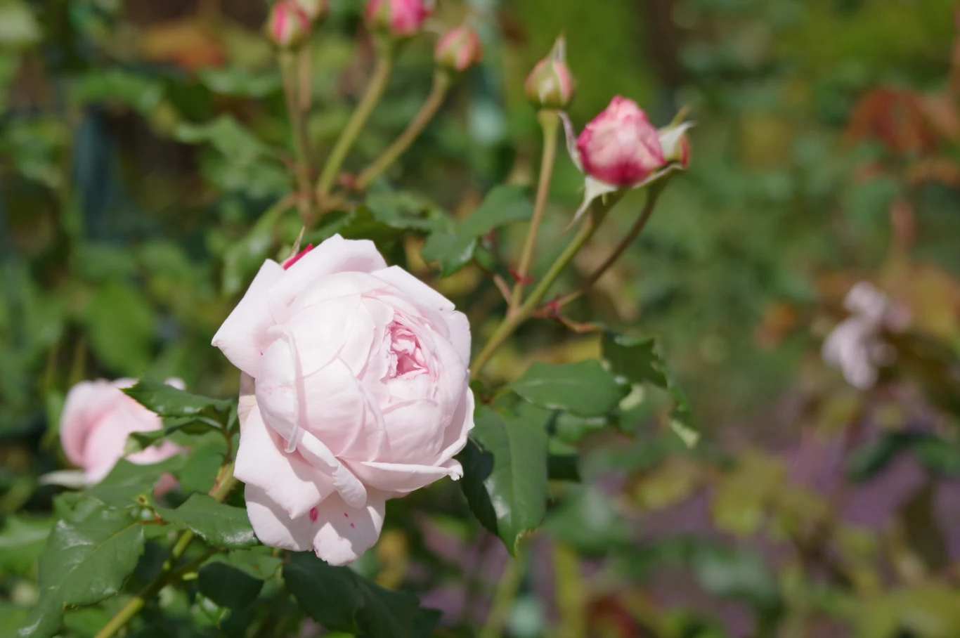 Oprysk z olejku neem uchroni nasze róże przed czarną plamistością