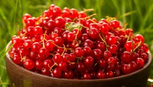 Moja babcia obiera porzeczki tylko w ten sposób. Szybszej metody nie znajdziesz