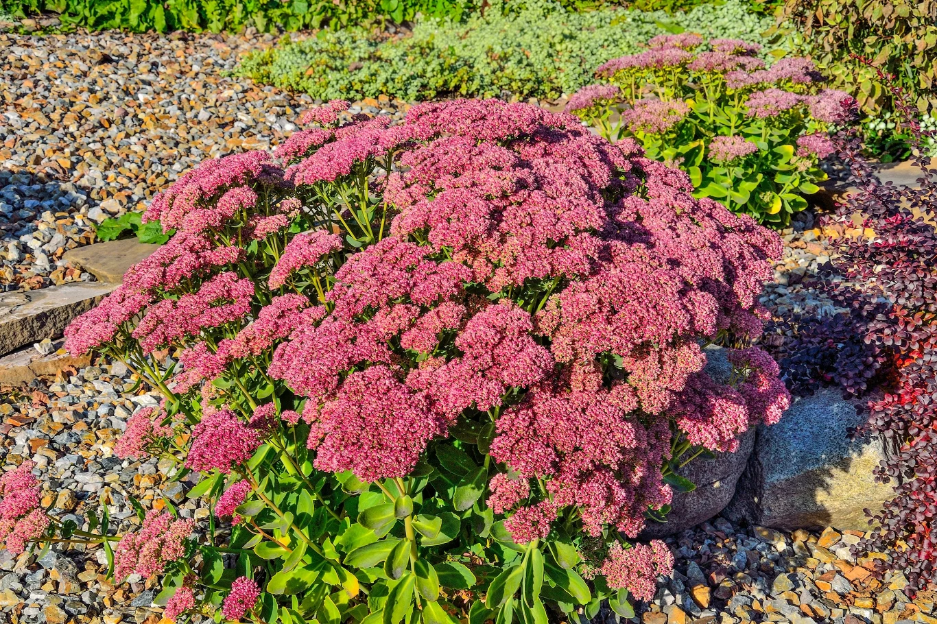 Rozchodnik okazały zachwyca swoim wyglądem oraz odpornością na wymagające warunki atmosferyczne. Niestraszne mu przymrozki 