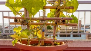 Uprawiasz ogórki na balkonie? Dzięki temu będziesz mieć zbiory obfite jak w ogrodzie