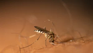 Komary uwielbiają globalne ocieplenie. Stworzyliśmy im idealne warunki