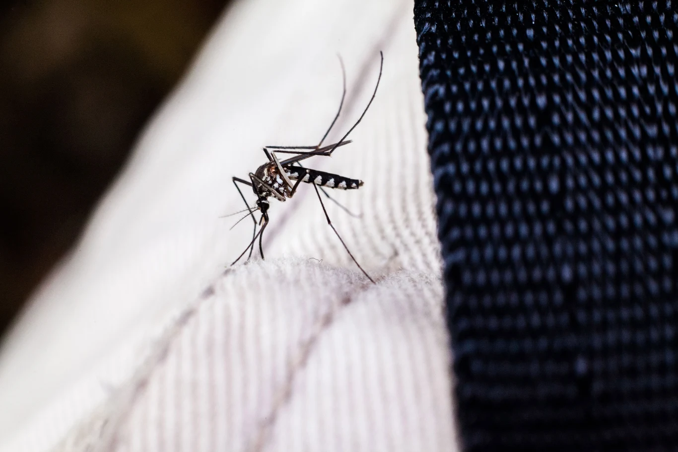 Malaria, Gorączka Zachodniego Nilu, bakteryjna wibrioza, wirus chikungunya to schistosomaztoza to choroby tropikalne migrujące