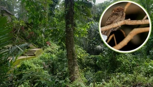 Nowy gatunek lelka został odnaleziony w dżungli Timoru