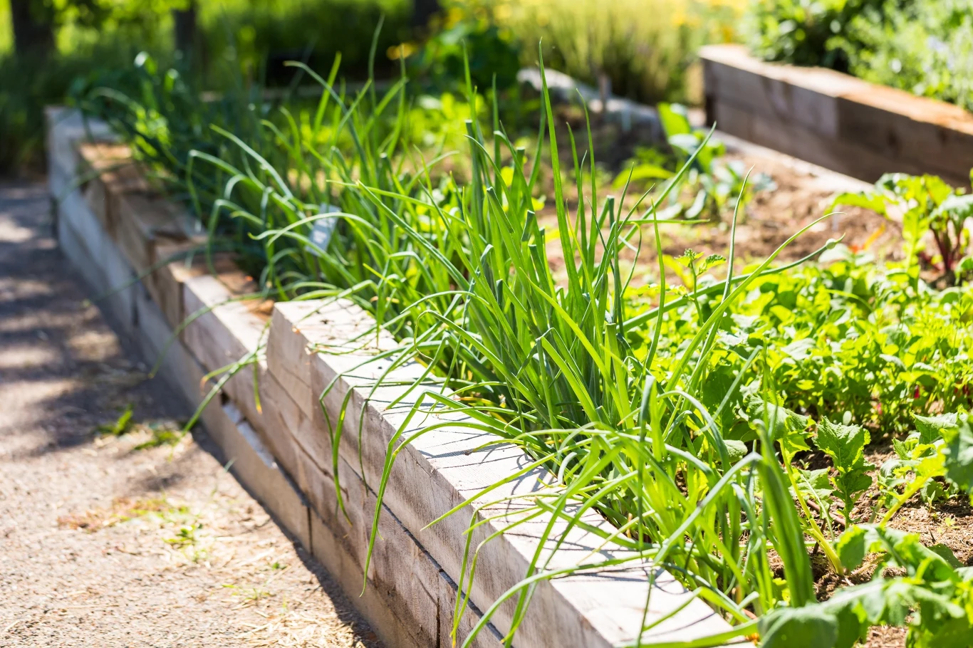 Jakie warzywa siejemy w lipcu w ogrodzie? Jakie warzywa siejemy w lipcu w ogrodzie?