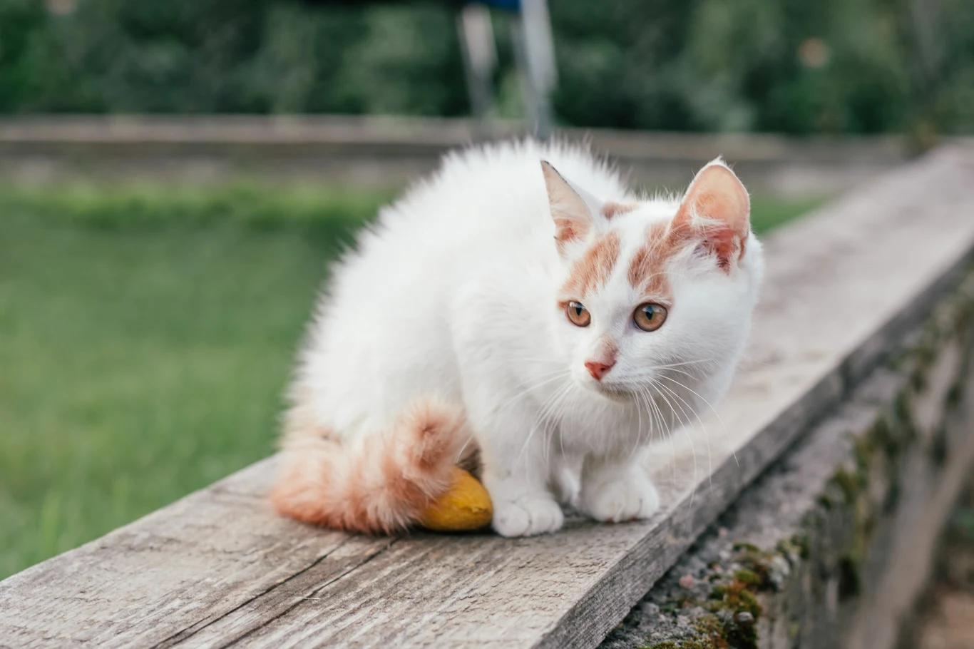 Dzikie koty mają zniknąć z Nowej Zelandii