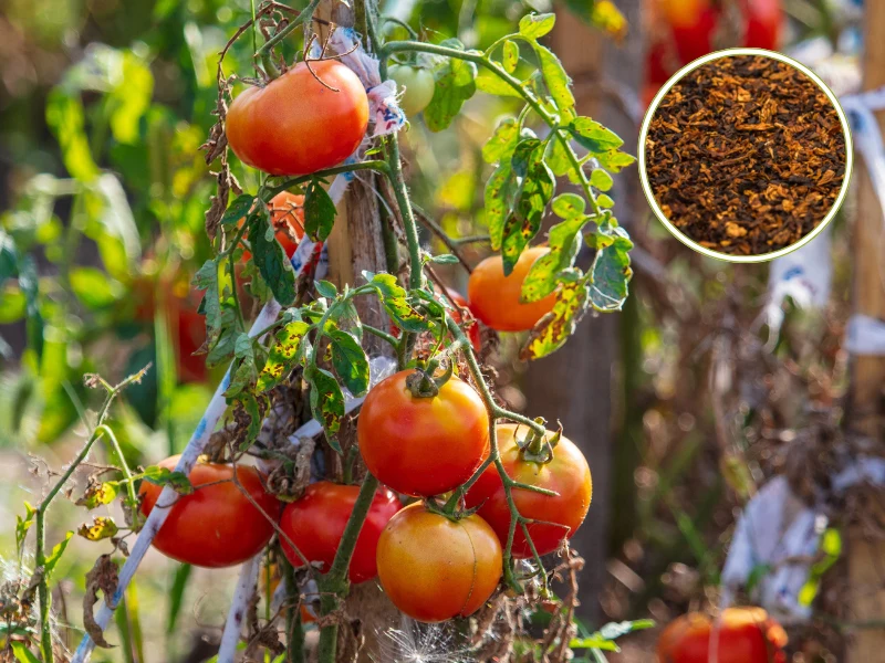 Stosowanie domowego oprysku z tytoniu może zaszkodzić twoim pomidorom Stosowanie domowego oprysku z tytoniu może zaszkodzić twoim pomidorom