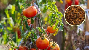 Na liściach pomidorów pojawiły się bąble? Lepiej zaprzestań jednej czynności