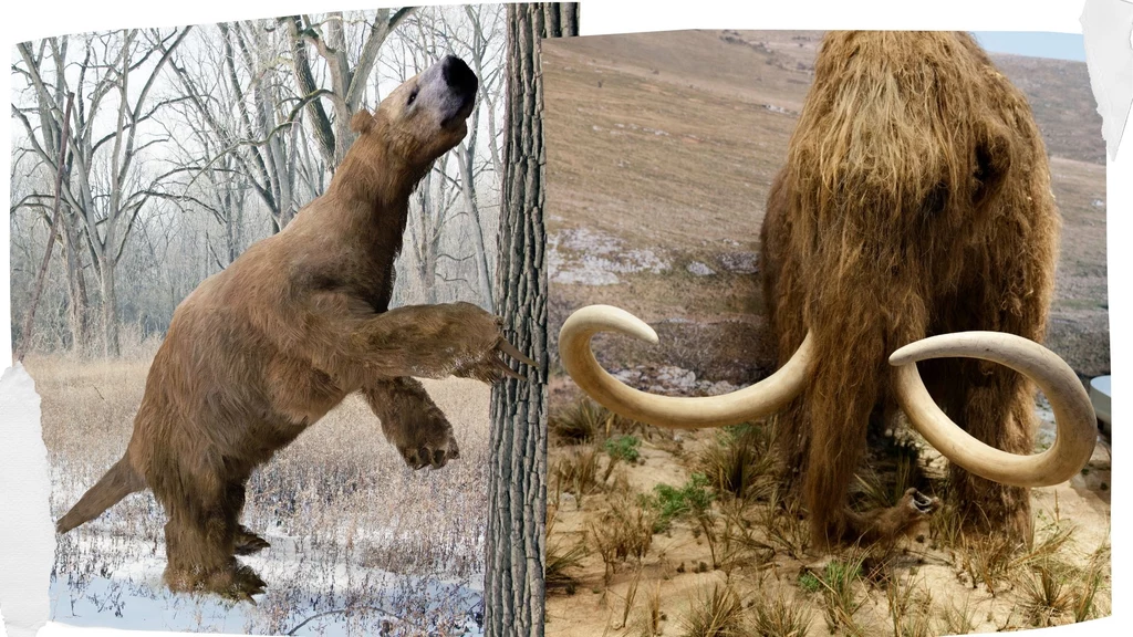 Wielki naziemny leniwiec i mamut włochaty - przedstawiciele megafauny