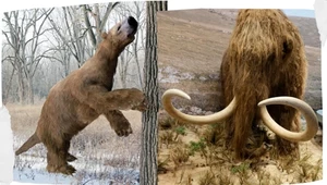 To już oficjalnie. Znamy przyczynę wymarcia mamutów i całej megafauny