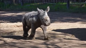 Nosorożec biały urodził się w ogrodzie zoologicznym w Chile. Poznajcie Silverio! 