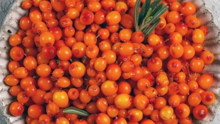 Tylko starsi Polacy pamiętają, że z tych owoców robiono sok czy nalewkę