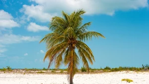 To najrzadziej spotykana roślina na świecie. Do tej pory odkryto tylko jeden okaz