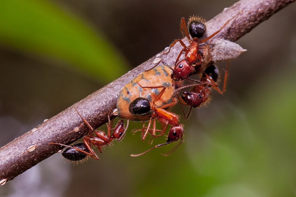 Mrówki zwane cieślami żyją w Ameryce Północnej