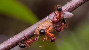 Chirurgia to nie wymysł ludzki. Naukowcy odkryli coś niezwykłego u mrówek