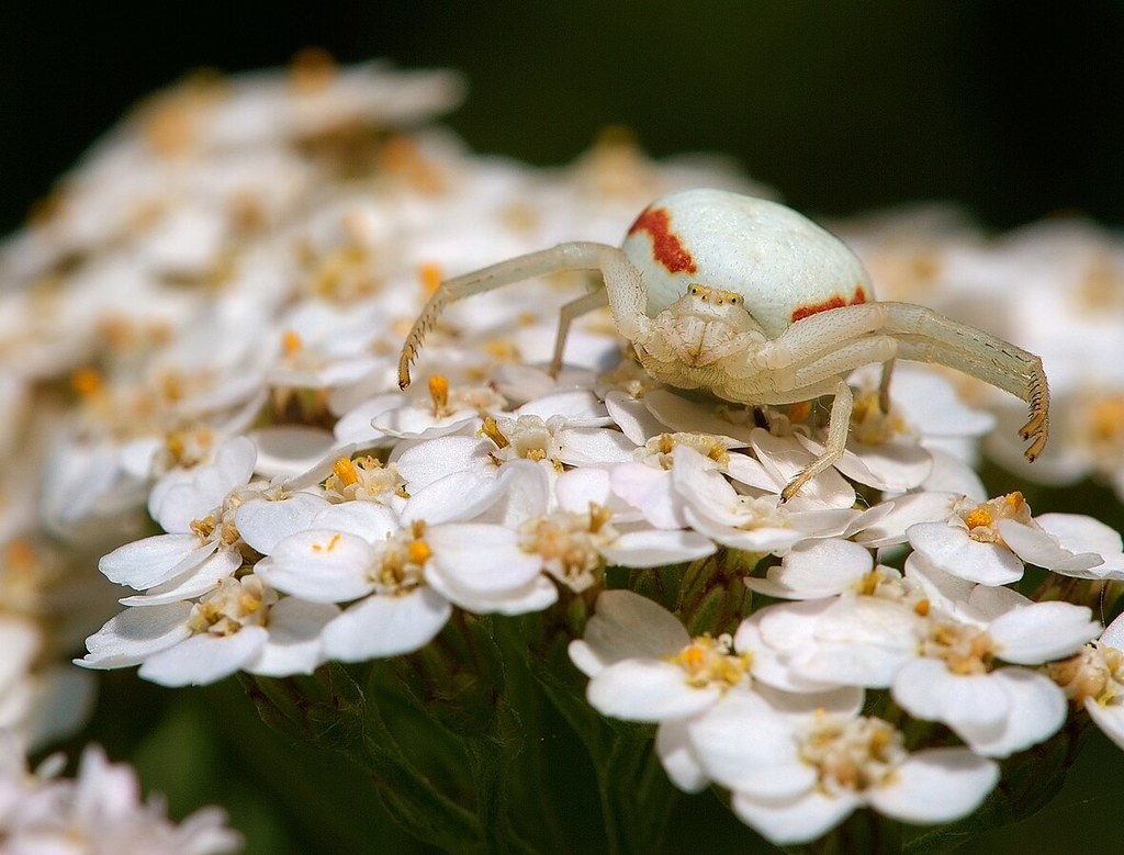 Kwietnik potrafi zmieniać barwy jak kameleon