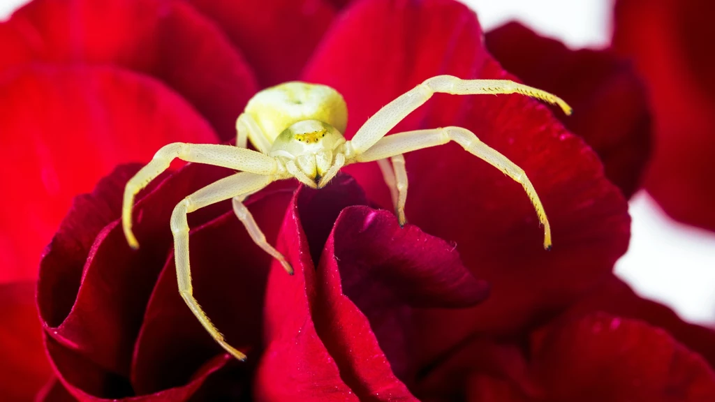 Kwietniki to pająki czatujące na zdobycz na kwiatach