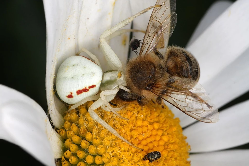Kwietnik w starciu z pszczołą, jedną z najczęstszych jego ofiar