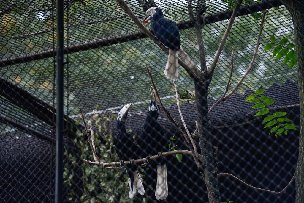 Dzioborożce palawańskie w niewoli. Zoo we Wrocławiu