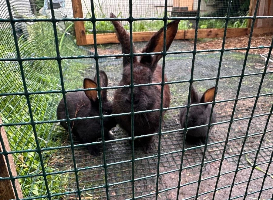 Hodowca z Gdańska trzymał węże w walizkach. Królikami miał nakarmić gady