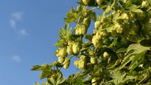 Tak wygląda najdroższe warzywo świata. W Polsce rośnie dziko, za granicą płacą za nie krocie