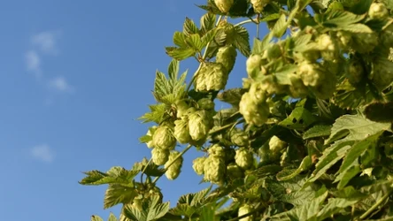 Najdroższe warzywo świata kosztuje 1000 euro za kilogram. W Polsce rośnie dziko 