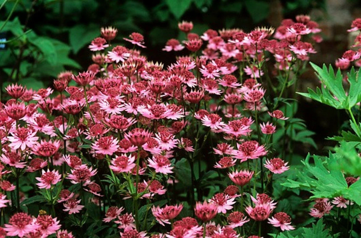 Jarzmianka to piękna i pożyteczna roślina, która odstrasza ślimaki i przyciąga do ogrodu piękne motyle Jarzmianka to piękna i pożyteczna roślina, która odstrasza ślimaki i przyciąga do ogrodu piękne motyle