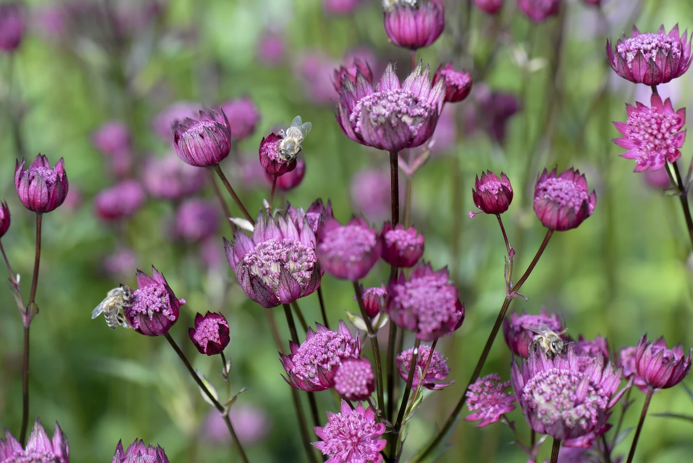 Jarzmianka bujnie się rozrasta, więc szybko wypełni pustkę w twoim ogrodzie Jarzmianka bujnie się rozrasta, więc szybko wypełni pustkę w twoim ogrodzie
