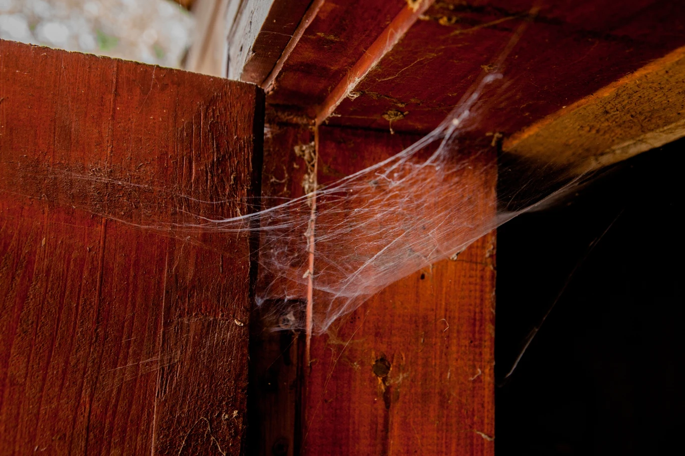 Pająki to niechciani towarzysze naszego życia. Możemy odstraszyć je z domu w humanitarny sposób. 