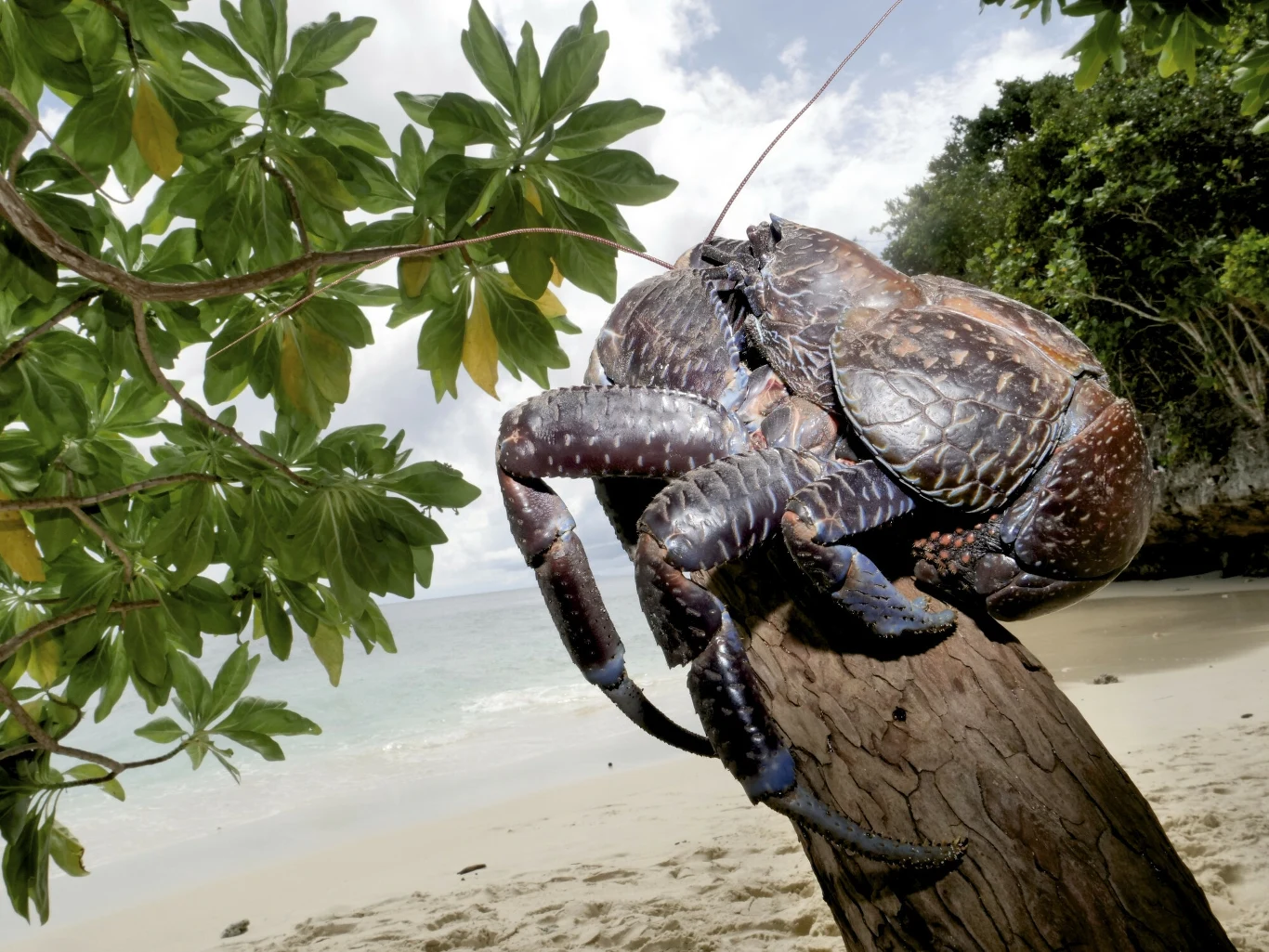 Krab palmowy to największy lądowy stawonóg na świecie. Umie rozłupać kokosy przy pomocy swoich mocnych szczypiec. Co jeszcze warto o nim wiedzieć? Krab palmowy to największy lądowy stawonóg na świecie. Umie rozłupać kokosy przy pomocy swoich mocnych szczypiec. Co jeszcze warto o nim wiedzieć?