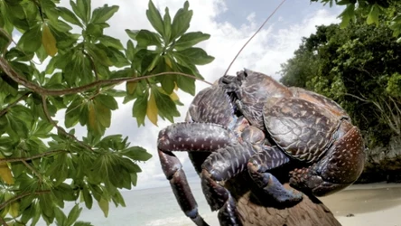 Krab palmowy to największy lądowy stawonóg na świecie. Umie rozłupać kokosy przy pomocy swoich mocnych szczypiec. Co jeszcze warto o nim wiedzieć? 