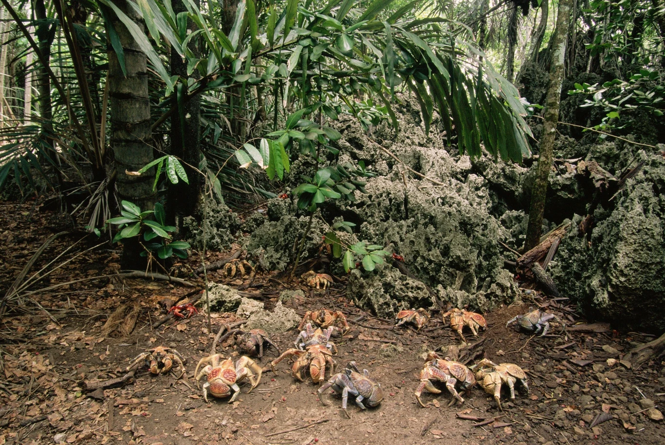 Krab palmowy odżywia się głównie owocami o mięsistym miąższu, orzechami czy nasionami. Krab palmowy odżywia się głównie owocami o mięsistym miąższu, orzechami czy nasionami.