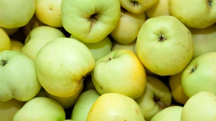 Wielka szkoda, że papierówek nie ma w marketach. Te pyszne jabłka wielu osobom kojarzą się z dzieciństwem