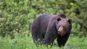 Słowacy kontynuują odstrzał niedźwiedzi