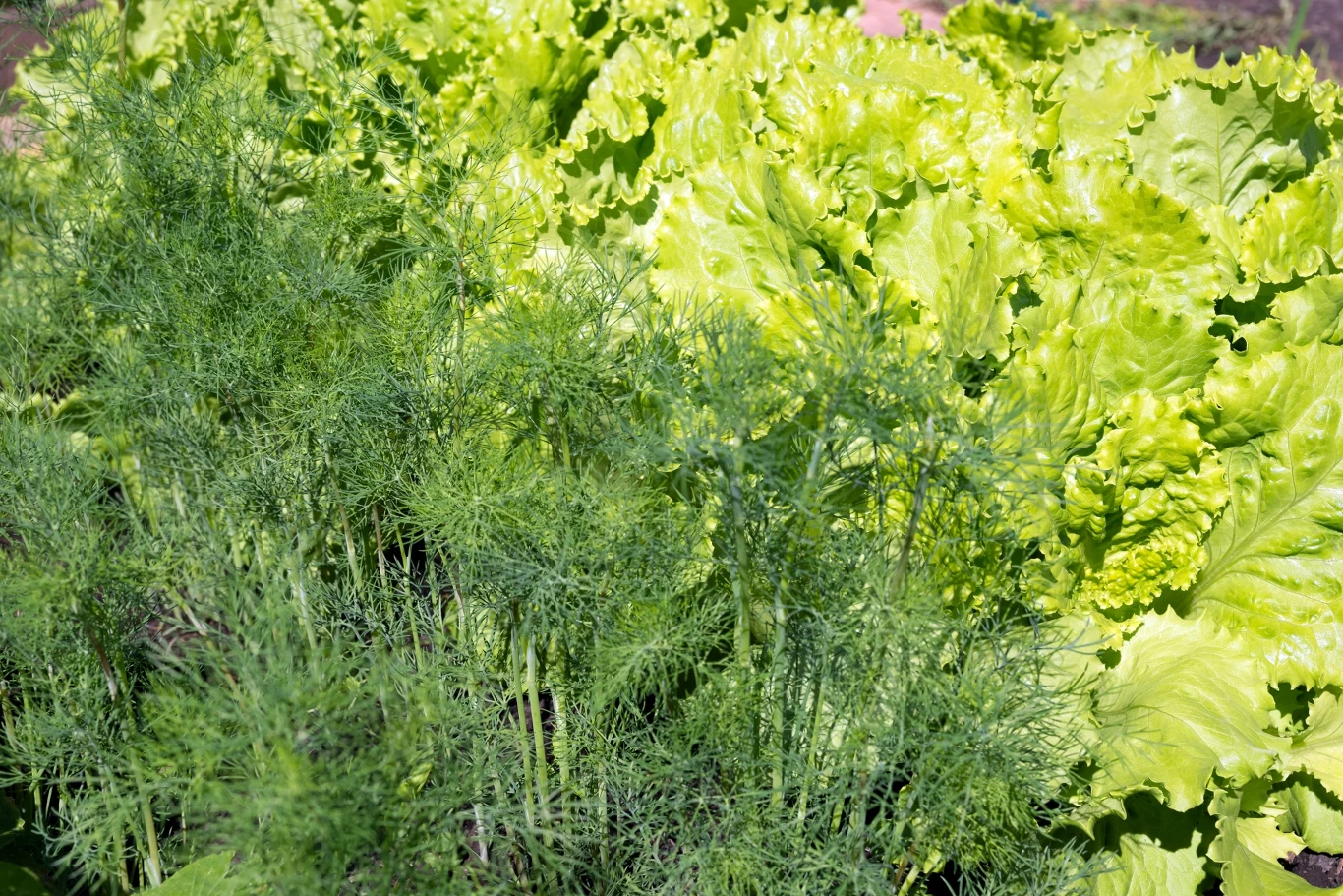 Koperek warto siać obok sałaty. 