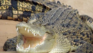 Krokodyl różańcowy to największy krokodyl świata